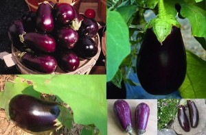 This image has an empty alt attribute; its file name is Aubergines-potager-300x197.jpg