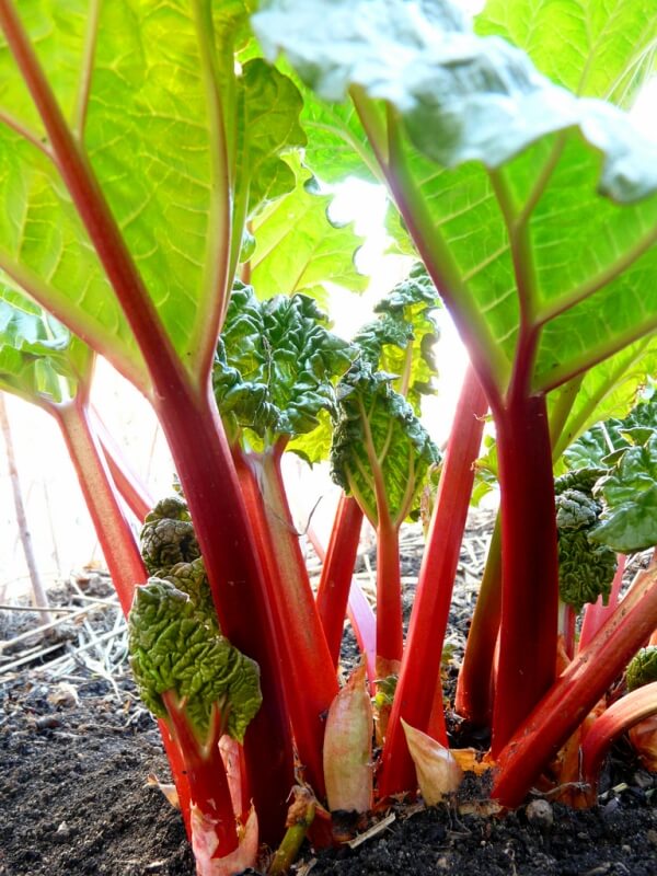 planter une rhubarbe en pot