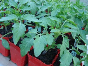 plants de tomate