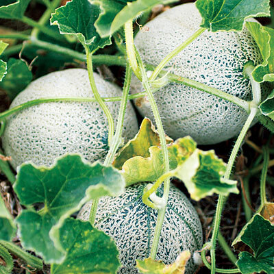300 graines de cantaloup Boyang Melon peau verte viande verte graines de melon croustillantes graines de légumes de printemps-1000 grains pour plante de pépinière