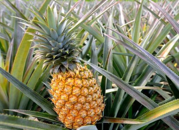 Comment faire pousser un ananas à partir du fruit ?