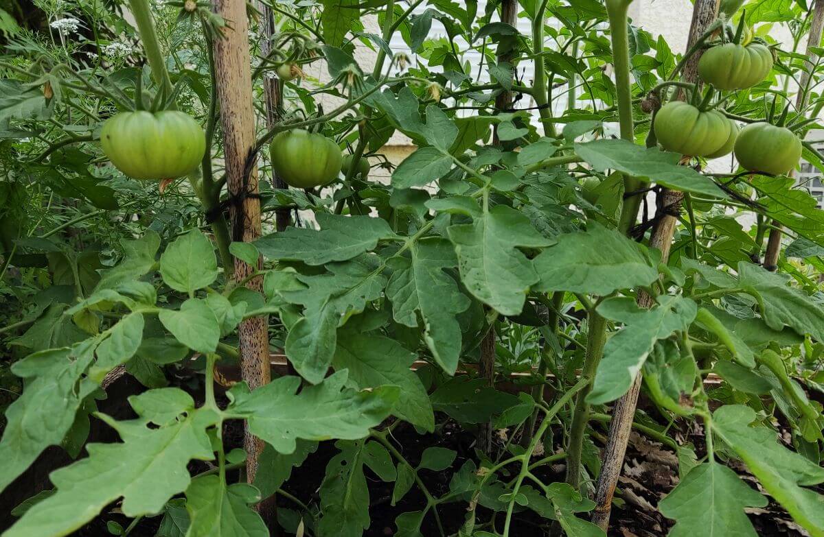 cultiver des tomates dans son potager