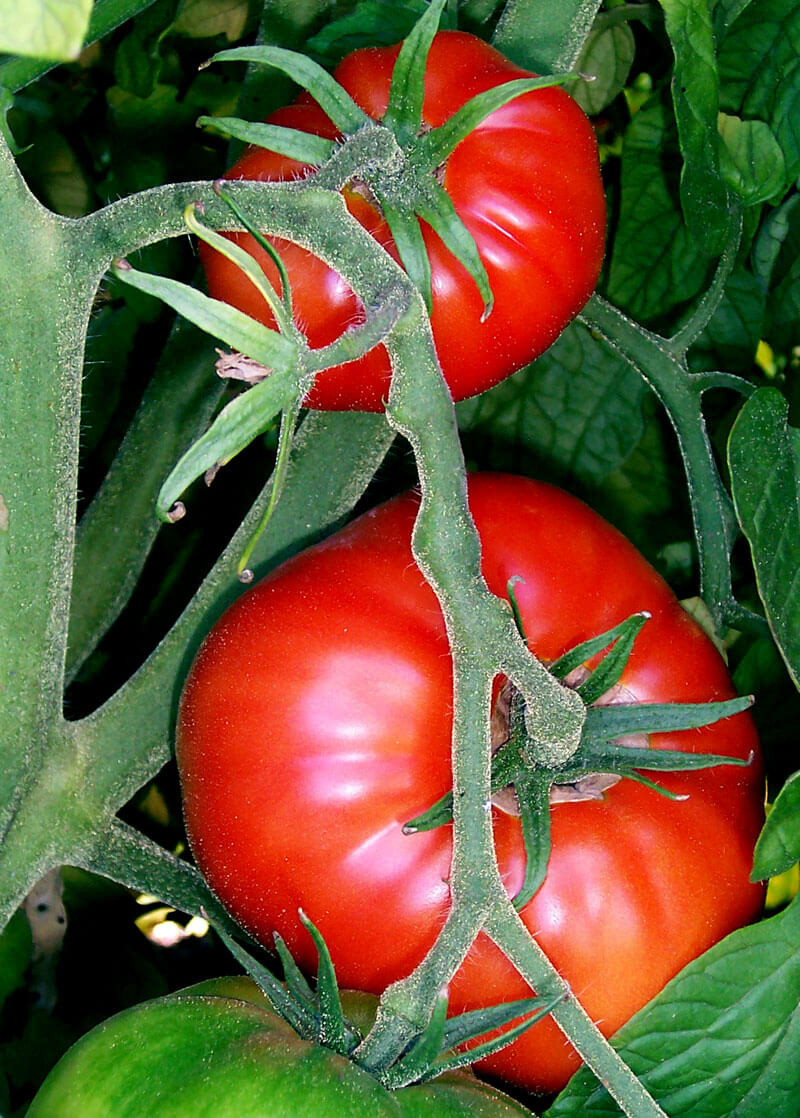 Comment cultiver des tomates dans son potager