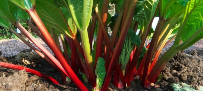 Cultiver la Rhubarbe – des conseils sur la façon de faire pousser la rhubarbe