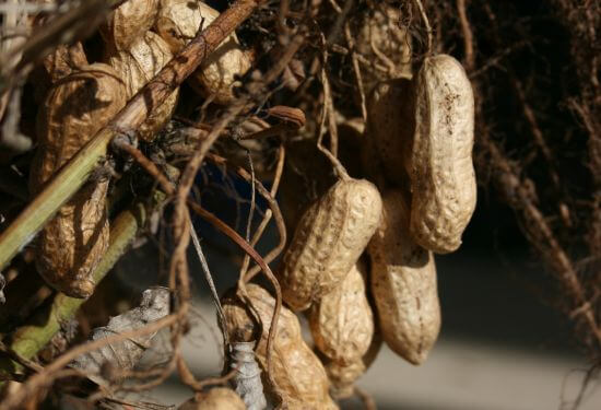 cacahuètes potager récolte