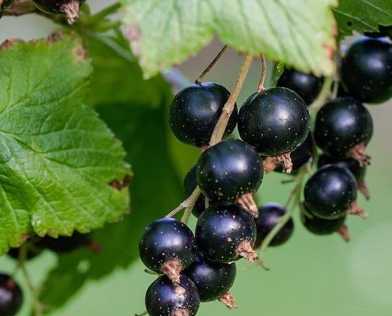 cassissier potager