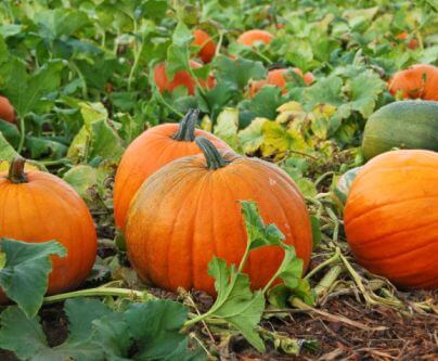 Pumpkin Patch