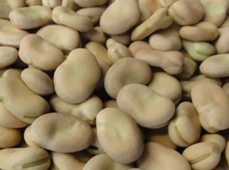 sušené fazole