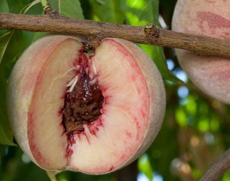 pêche sanguine Le potager