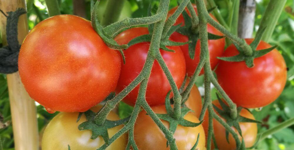 Tomate : plantation, entretien - Côté Maison