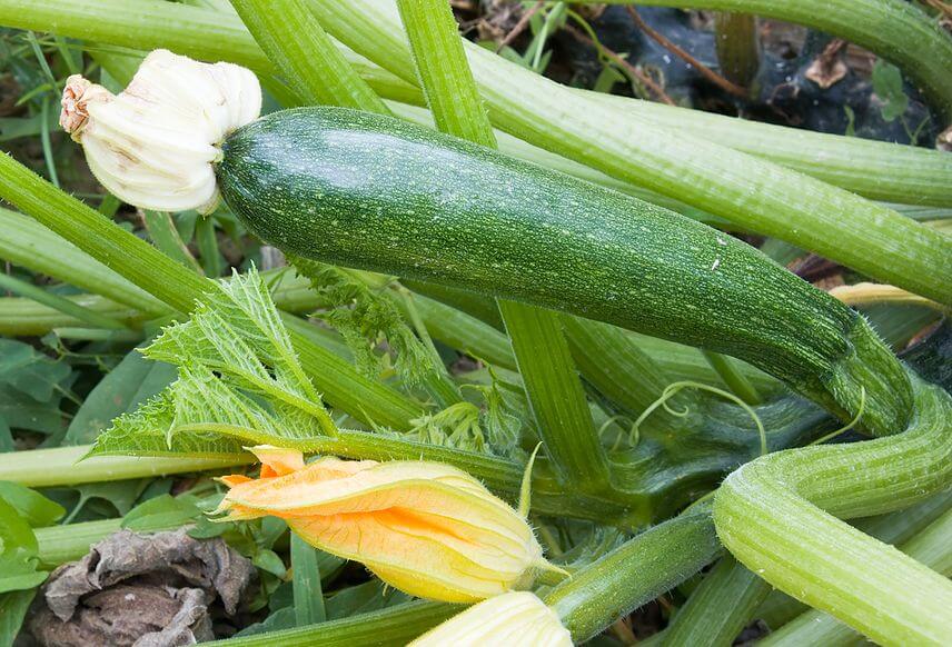 10 High Yielding And Profitable Vegetables To Grow