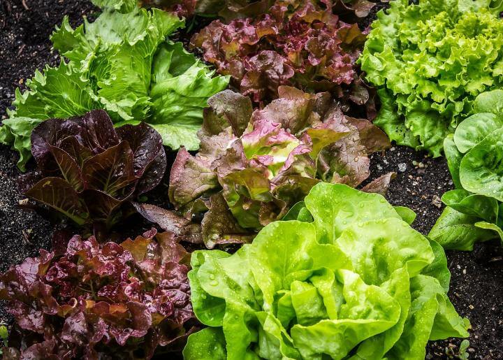 10 High Yielding And Profitable Vegetables To Grow