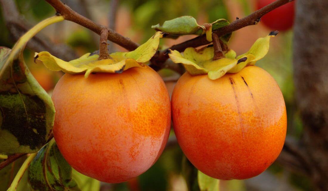 Kaki pomme : plantation, entretien, soin