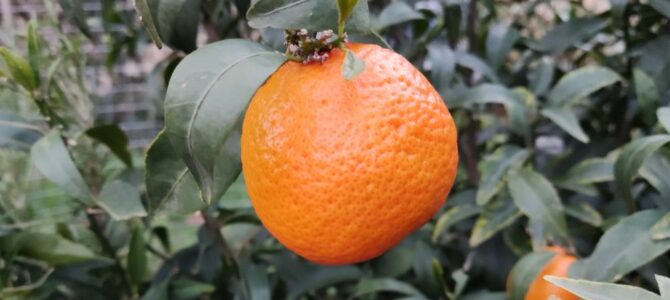 Comment faire pousser un mandarinier à partir de pépins de mandarine
