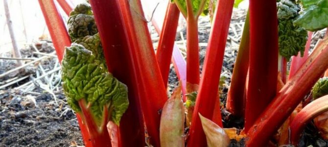 10 légumes perpétuels que vous pouvez planter une fois et récolter pendant des années