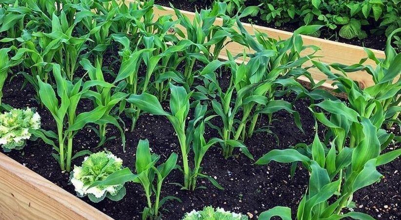 13 Gem se Die Sich Einfach Direkt Drau en In Ihrem Garten Auss en 13 Gem se Die Sich Einfach Direkt Drau en In Ihrem Garten Auss en
