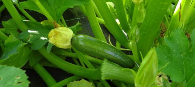 6 conseils utiles pour faire pousser des plants de courgettes
