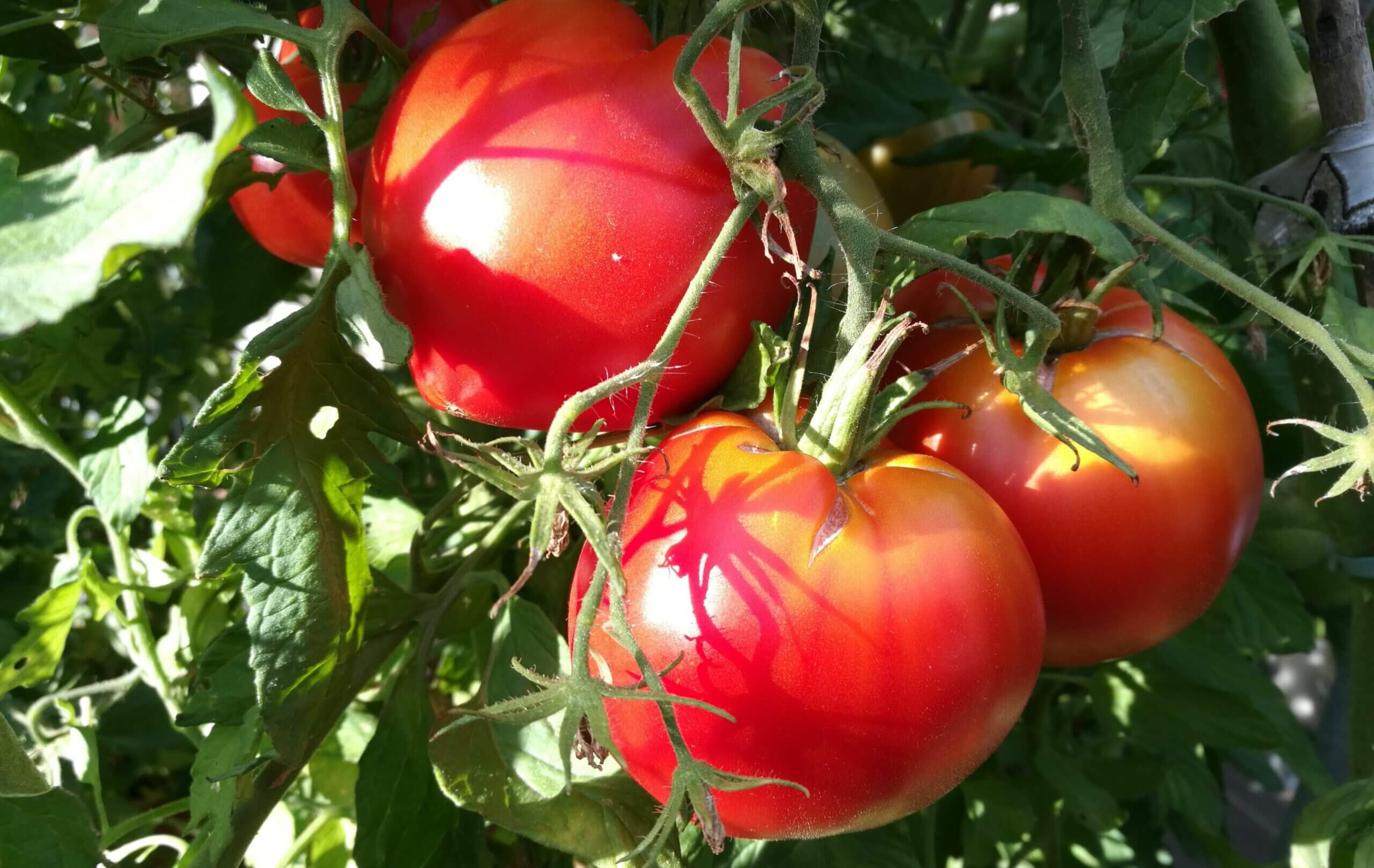 Dix conseils pour faire pousser des tomates dans son jardin - Edition du  soir Ouest-France - 03/06/2022