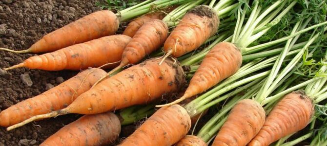 10 conseils pour faire pousser des carottes