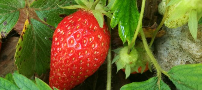 10 secrets pour cultiver des fraises dans son jardin