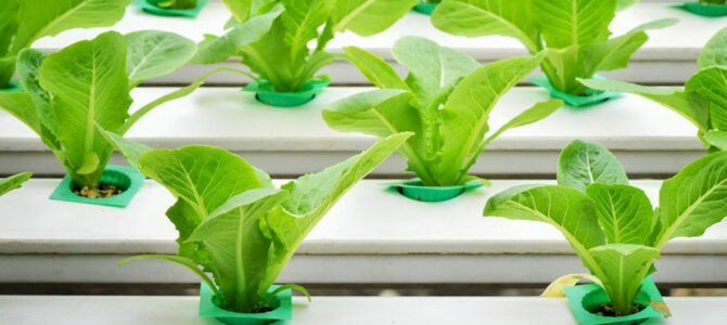 5 légumes que vous pouvez cultiver en hydroponie