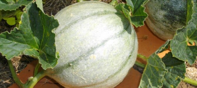 8 conseils incontournables pour cultiver des melons bien sucrés