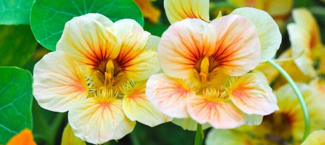 10 fleurs comestibles que vous pouvez faire pousser dans votre jardin