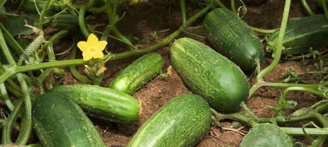 7 légumes que presque tout le monde peut cultiver