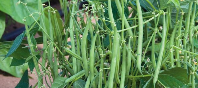 6 conseils incontournables pour cultiver des haricots verts dans son jardin