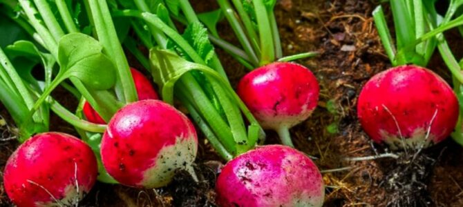 7 secrets sur la culture des radis