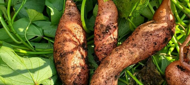 10 légumes qui poussent bien avec les fortes chaleurs