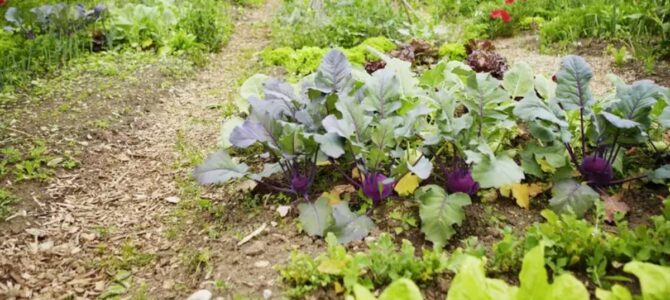 11 conseils pour préparer son jardin potager d’automne