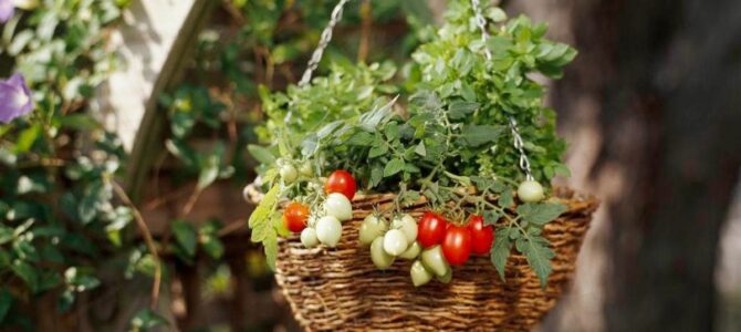 Comment faire pousser des légumes et des fruits dans des paniers suspendus