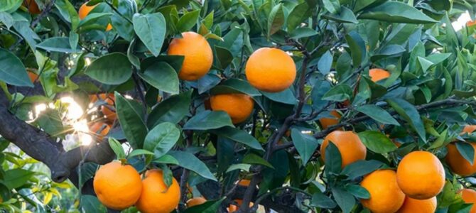 Comment faire pousser un oranger à partir de pépins