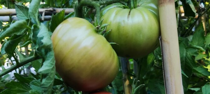 5 astuces pour accélérer la maturation des tomates avant le premier gel