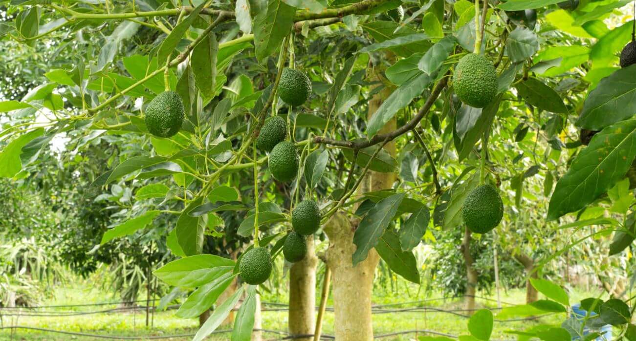 ต้นอะโวคาโดอ่อนที่มีผลไม้