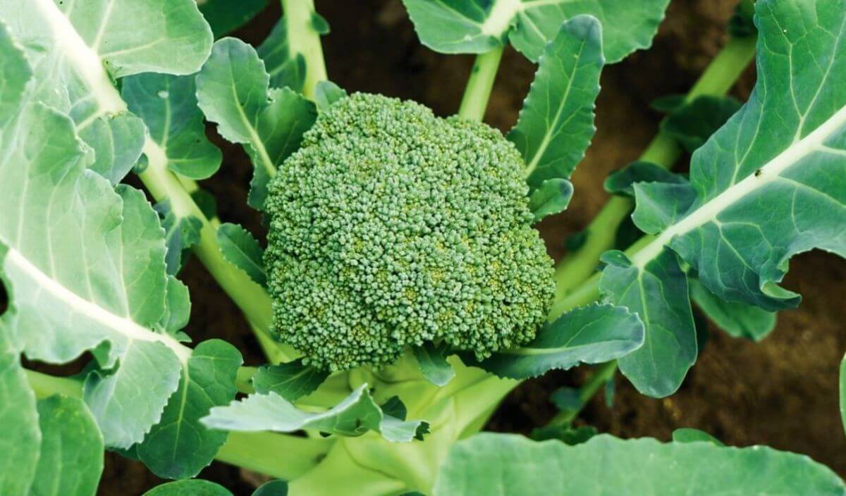 bahçe brokoli