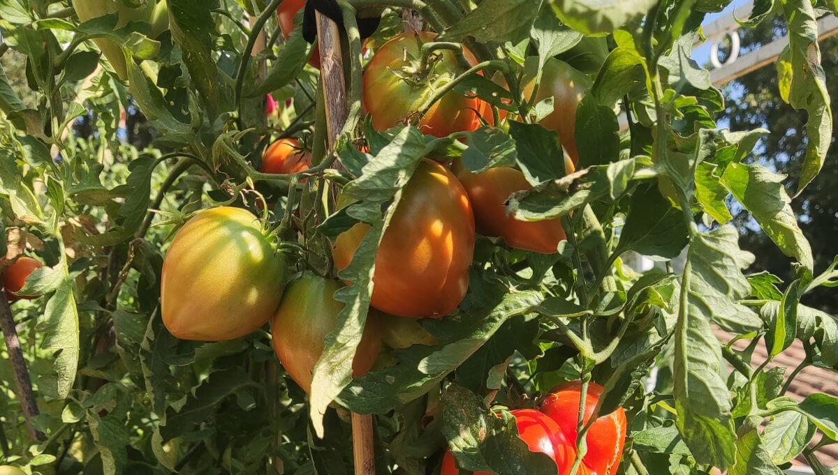 טיפים לגן ירק עגבניות