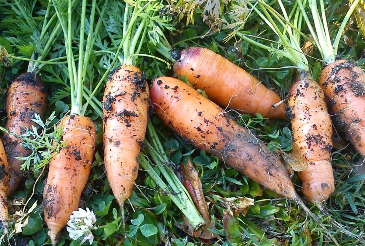 quand semer carottes au potager