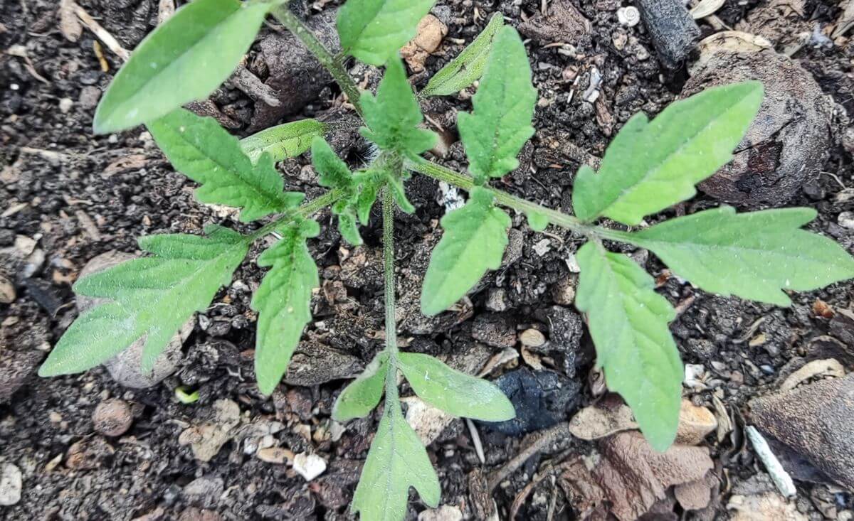 jeune plant de tomates