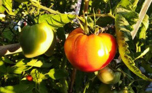 repiquage tomates