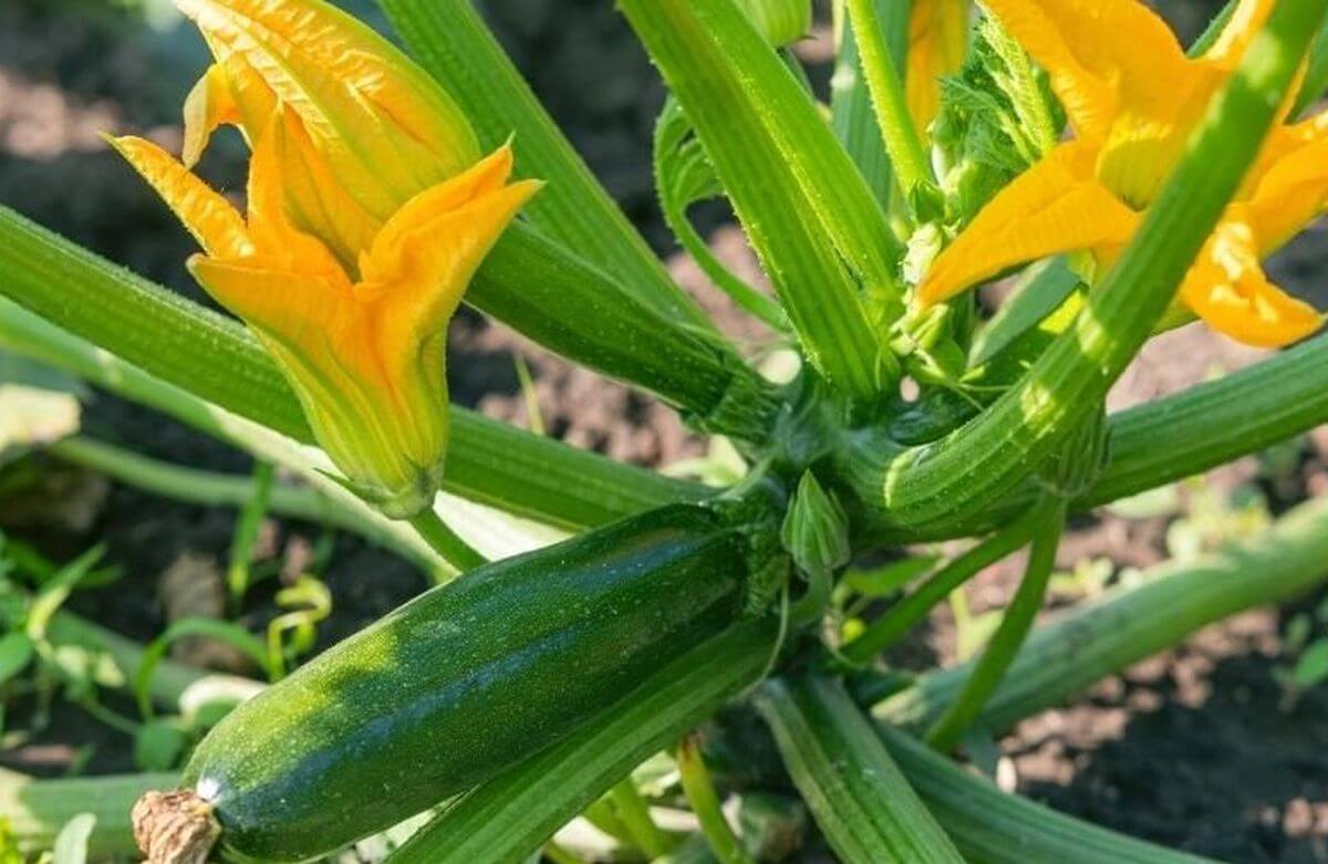 courgettes pollinisation