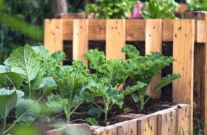 maximiser cultures potager