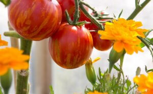 plantes compagnes des tomates œillets