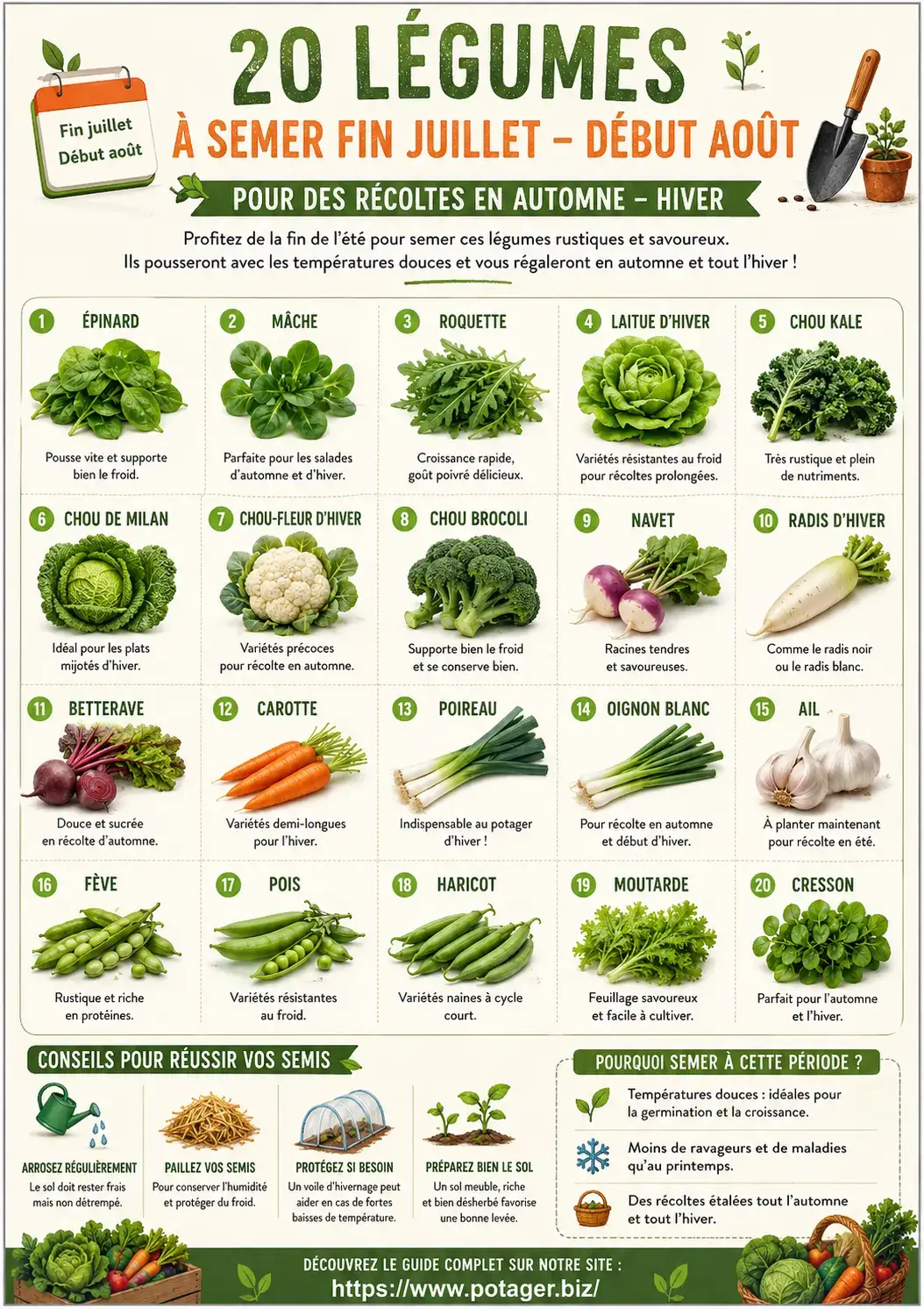 20 légumes à semer fin juillet – début août pour des récoltes en automne-hiver - infographie