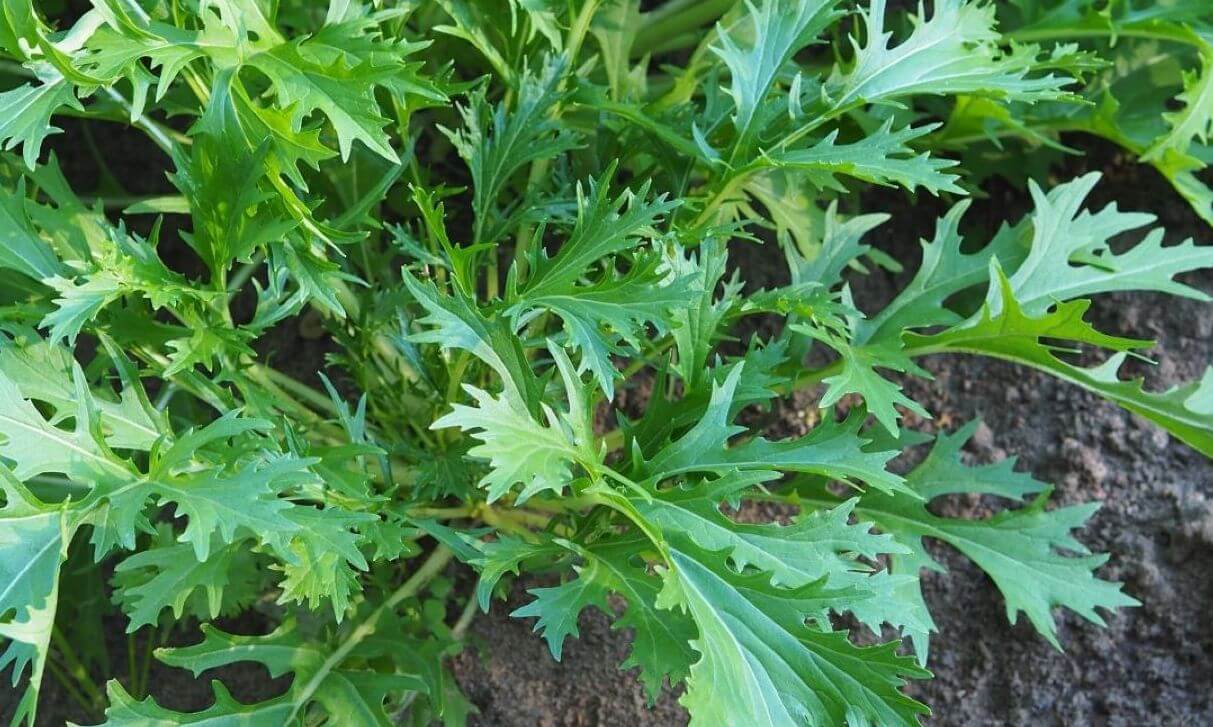 mizuna légume vert du potager