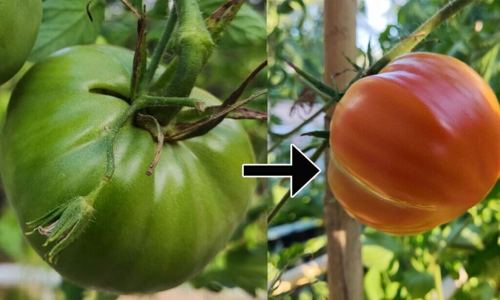 tomate verte qui devient rouge sur le plant potager