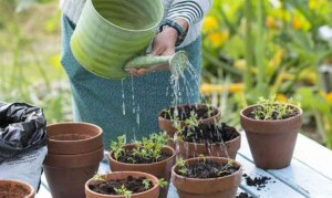 10 plantes aromatiques à planter en septembre pour de belles récoltes tout l'automne