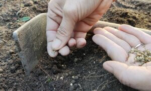 quoi semer en octobre potager.biz