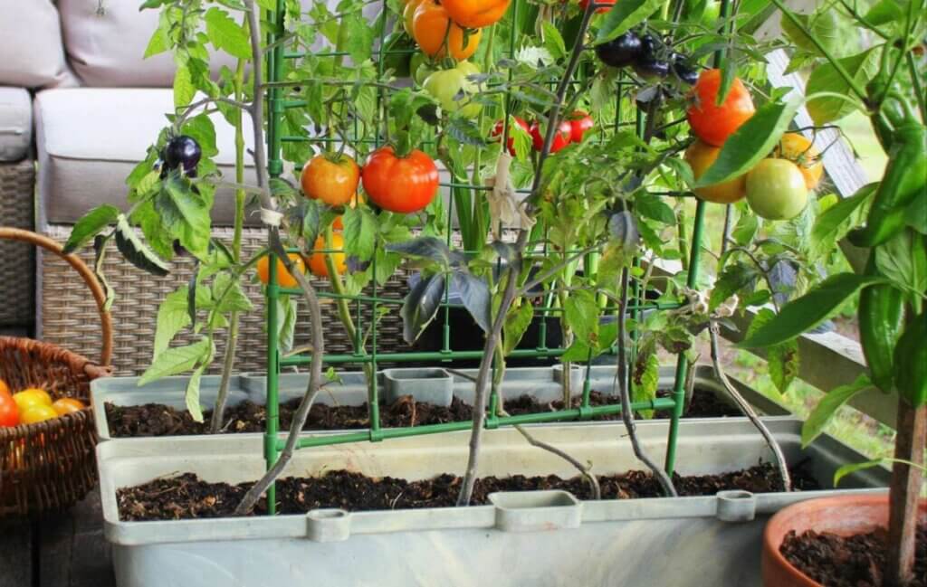 tomates sur une terrasse